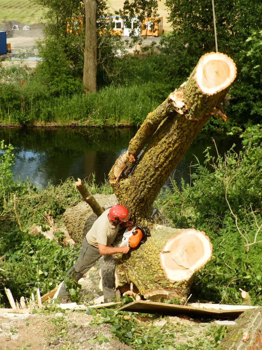 Baumfaellung Schwerin Schnell