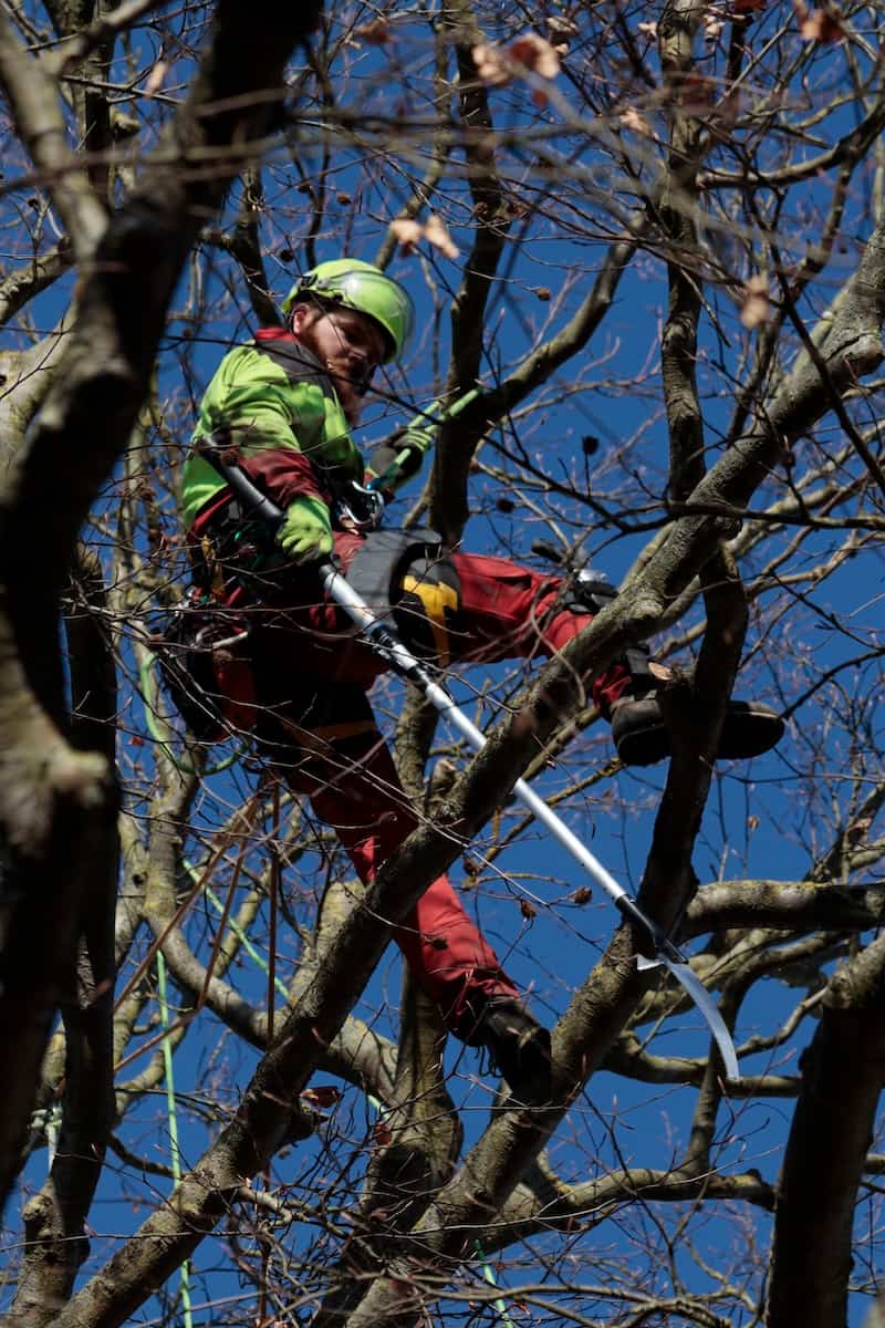 Baumpflege Firma Schwerin